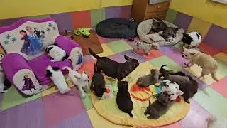 НОВОСТИ! как вы относитесь к искусственному интелекту?Такие РАЗНЫЕ и лучшие чихуахуа 😃Самая удобная 