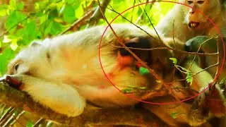 OMG! Brindy Monkey Was Disturbed To Drink Milk By Duchess Monkey By Pull Tail Of Brindy So Hurts
