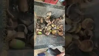 Tender Coconut Shredding, Tender Coconut Crushing, Green Coconut Shredding, #TenderCoconutShredder,