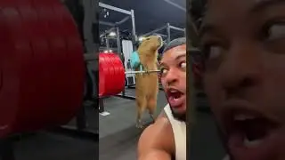 200Kg capybara | Getter le rongeur