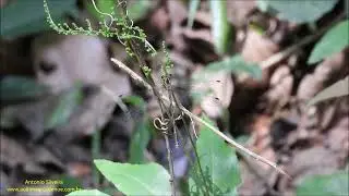 Dragonfly in the forest (Heteragrion sp) Brazil by Antonio Silveira.