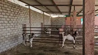 Sojat goat farming #goat #viralvideo #viralshorts 