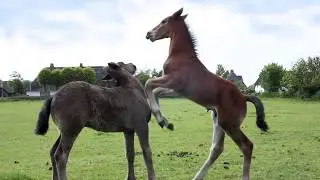 What We Can Learn from Horses
