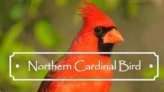 Northern Cardinal Bird | Magical Nature