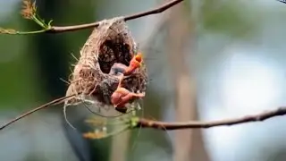 Mother Saves Baby bird which is about to Fall | Silver eye | Bird videos | Pelci bird, Kocomoto bird