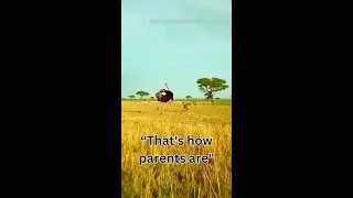 🦩 Ostrich defends chicks from persistent 🐾 hyenas! #animals