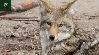 Wild Fact | Coywolf, The Hybrid Carnivore Roams In The City | Wildlife Documentary