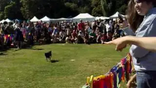 Newtown Festival 08 Dog race - small dogs