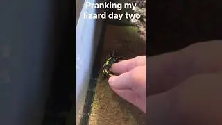 Lizard prank day 2
