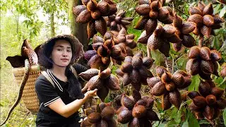 Harvest Black Snake Skin Fruits Goes To Market Sell - Have You Ever Eaten This Fruit - L&yacute; Thị Ca