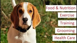Beagle 101 - Feeding, Training, Exercise, Grooming & Health Care of a Beagle