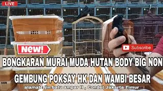 🔴BONGKARAN MURAI MUDAH HUTAN BODY BIG NON GEMBUNG POKSAY HK DAN WAMBI BESAR DI KIOS FBS‼️