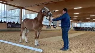Hengstk&ouml;rung Haflinger Pferdezuchtverband Tirol | Februar 2020