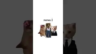 How Crypto Scams Work? (explained by cats) #shorts #thinkitty #viral #cat #cats #catshorts #fyp