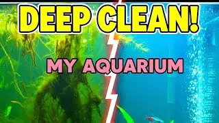 Old Aquarium Glass Full of Algae-Time for Deep Cleaning! #fish #aquarium #aquascape#fishing#wildlife