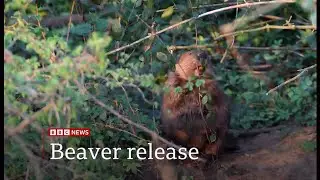 Wild beaver release approved for England (UK) 28/Feb/2025