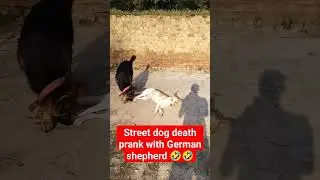 Street dog prank with German shepherd 🤣 #germanshepherd #dog #ytshorts