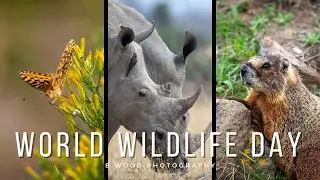 World Animal Day 🌎 A Celebration of Wildlife | From Africa to America