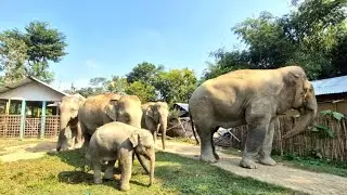 Terrifying! Wild Elephants Herd Passes Through Human Settlement Breaking House Veranda। Real Footage
