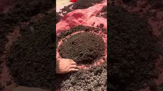 How to Separate Red Wigglers from Vermicompost | Easy Worm Harvesting Method