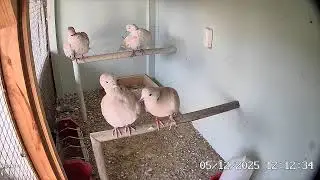 🕊️ Live Dove Nest Cam 24/7 &ndash; Her G&uuml;n Aynı Yuvada 4 Kumru | Relaxing Nature Sounds