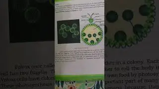 Class : 9 | Subject : Biology | Chapter 1 ( Volvox )