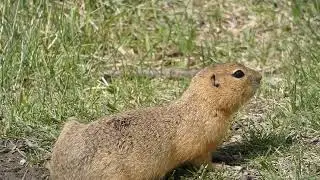Richardson Ground Squirrels calling to each other
