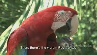 Birdwatching Paradise: Bolivia's Lesser-known Avian Hotspots