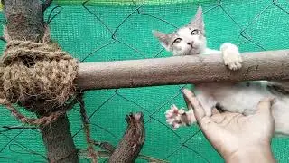Cat out side 😺