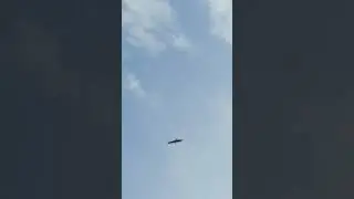 Eagle and crow eating chicken 🐔