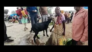 ख़ासी बेंच दिये  Bandgaon बाजार West Singhbhum Munda Tribe Market West Singhbhum Jharkand Joseph