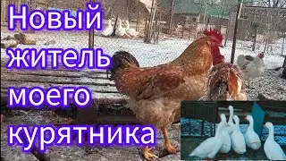 Всё случилось очень быстро🚀⚡. Гуси заплутали. На него такие надежды, а он взял и.. 
