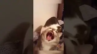 Angry cats 😾🥊#catsfighting