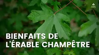 Propri&eacute;t&eacute;s m&eacute;dicinales de l'&eacute;rable champ&ecirc;tre