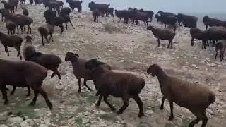 Гиссарские овцы и аборигенные САО - саги дахмарда Шодмона из селения Сугдиён