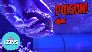 DEADLY MONSTER IN OUR FISH TANK!