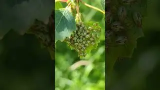 Where are the parents? Swarming Parent Bug nymphs without a parent 🤔