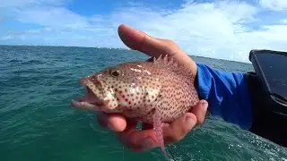 SMALLEST GROUPER!!! Beautiful STRAWBERRY Grouper, LIVE on Twitch.tv!