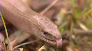Slow-worm