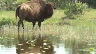 Billie Swamp Safari