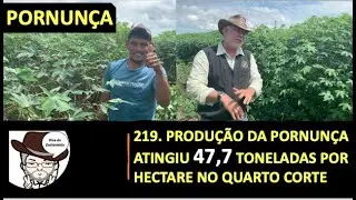 219. PRODUÇÃO DA PORNUNÇA ATINGIU 47,7 TONELADAS POR HECTARE NO QUARTO CORTE