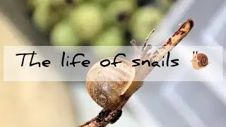 my scargo snails