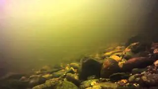 Grayling in the river glomma - Harr i Glomma