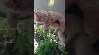 Fat cat stuck on the tree part 2