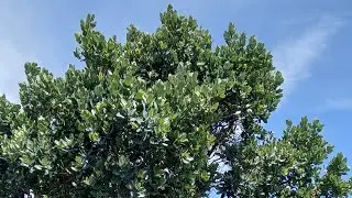 Syzygium Cordatum, Umjomi, African Brush Cherry
