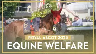 Equine Welfare at Royal Ascot 2023