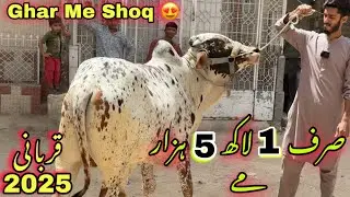 Sirf 1 Lakh 5 Hazar Me Qurbani 2025 Ka Janwer 😍 || Mid range Qurbani Collection ❤️ | Cow Mandi 2025