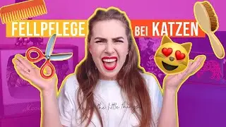 richtige Fellpflege nicht nur bei Langhaarkatzen / 9 Tipps f&uuml;r Katze und Katzenbesitzer / Amely Rose