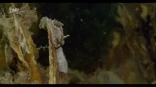 This Goniodoris castanea loves Japanese food