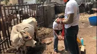 SRK Charity Gau Seva